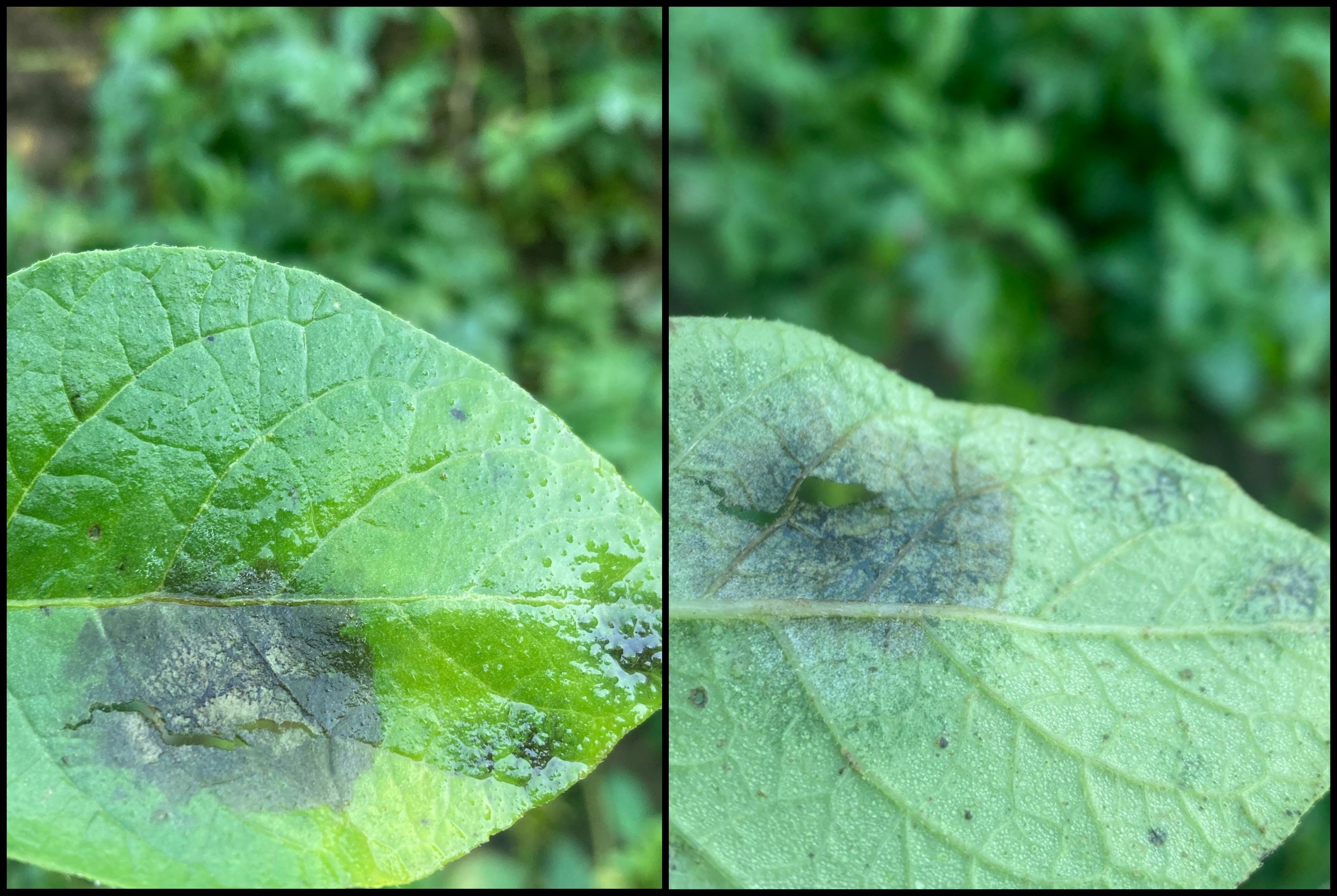 Late blight leaves.jpg